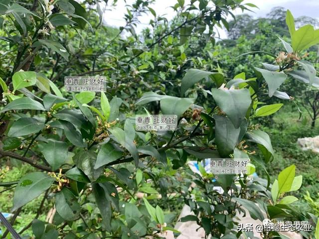 干货来啦！不同柑橘品种的一保药剂方案分享