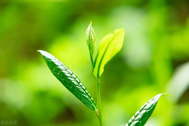 贵州有哪些好茶，哪些茶可以成为贵州的头牌？