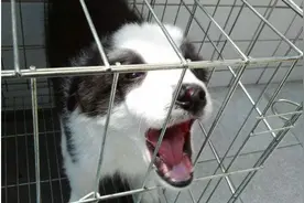 新狗到家一直叫怎么办？图片