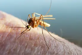 急！哪种成分驱蚊最有效？图片