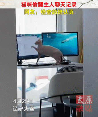 买到一盒肯德基猫爪蛋挞,我当场气死