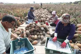 滞销又遇裂果！台湾凤梨堆成小山贱价卖，农民怒批民进党政策跳票图片