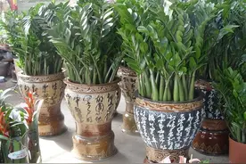 金钱树“喜阴”还是“喜阳”，很多人弄反了，难怪从不长新芽图片