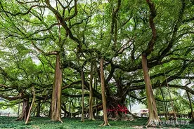 榕树为何称为鬼树，民间传说，因历史悠久而具有神秘色彩图片
