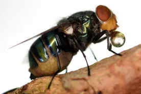 苍蝇落在你的食物上时真的会吐吗？图片