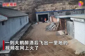 辽宁一女子用白酒灌鹅，大鹅醉酒后振翅起飞，主人骑摩托车狂追图片