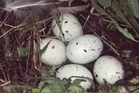 小时候在农村河里捡鸭蛋图片