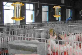 养猪场用什么灭蚊器好？灭蚊器具有什么优势？图片