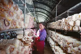 平定：采摘平菇图片