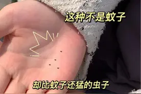 卫生间里的这种“小黑虫”，千万别用手拍，教你几招，再不会有了图片