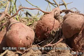 麻城“网红”红薯采挖上市 生吃甜脆熟食软糯图片