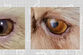 （吉林案例）猫咪眼睛有黑褐色斑块，角膜腐骨保守治疗后成功脱落图片