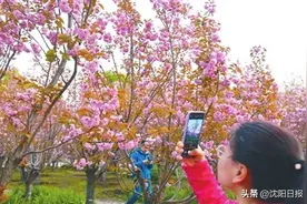 【沈水之阳 我心向往】10条线路连续5天免费坐！一起开启快乐之旅吧！图片