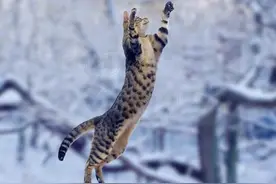 1年200亿只！猫成地球上最恐怖杀手，杀死最多的竟是天上飞的图片