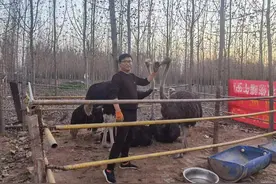 济南章丘小伙从银行辞职，回村养起了鸵鸟，从五六只到百余只，经历过艰辛收入也将翻番图片