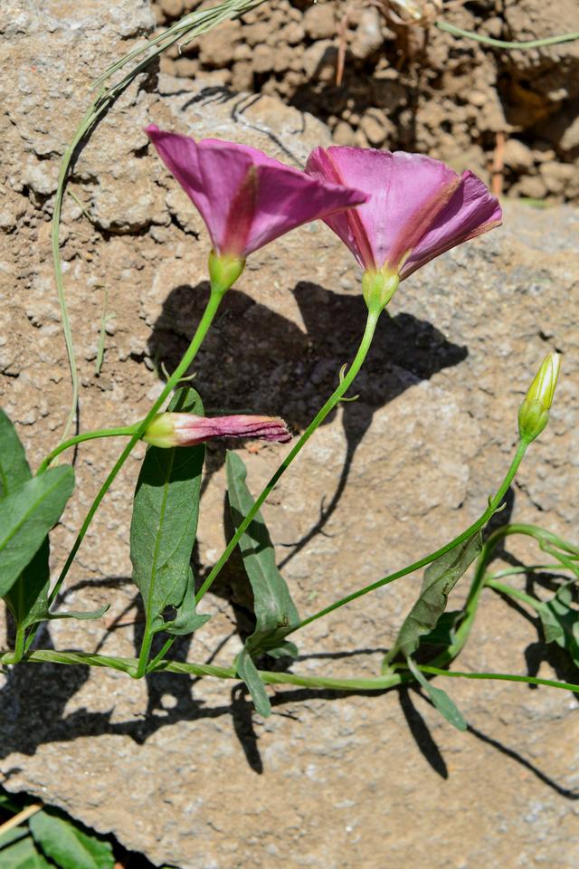 打碗花,田旋花,旋花和藤长苗都俗称喇叭花,大家能分得清吗?