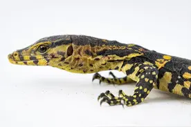 云南惊现“五爪金龙”！唾液有剧毒，寿命150年，真相是什么？图片