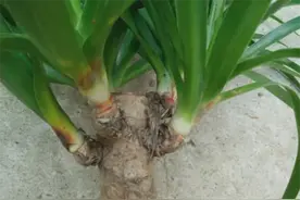 龙血树侧芽怎样繁殖？咔嚓剪下来扦插，保持通风、温暖好生根发芽图片