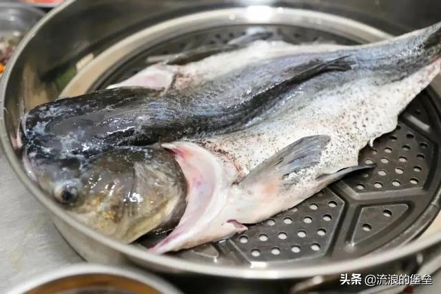 最贵的鱼鳔是什么鱼 世界上最贵的鱼鳔