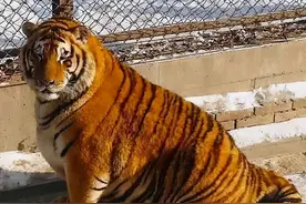 笑死，跑去俄罗斯的东北虎，又回来了图片