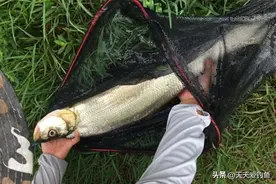 江河野钓最强“荤饵”，不是蚯蚓，其实是这东西图片
