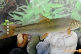 厉害了！他们人工驯养繁殖成功13种云南珍稀土著鱼类图片