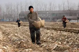 用尿素施肥，雨前使用好还是雨后使用效果好，原来理解错了图片
