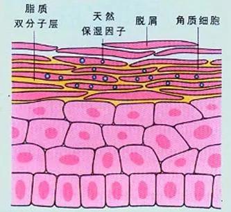 月桂醇磷酸酯钾身体乳 月桂醇磷酸酯钾身体乳