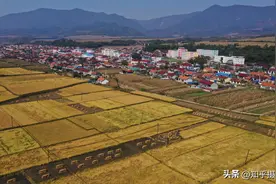 金秋九月稻花香，水稻迎来收获季图片