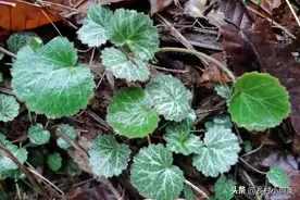 长着老虎耳的植物，俗称“万能解毒王”，老人若遇到，全都采回家图片