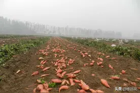 红薯:原产于中南美洲的“救荒粮”,让中国人口在百年时间狂飙四亿图片