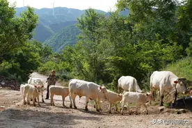 7旬夫妻隐居半山腰，养牛开越野车，防野兽新养4条小狗当保镖图片
