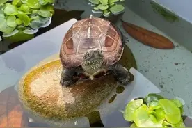 只要是水质不好的问题，就往里加硝化菌准没错？图片