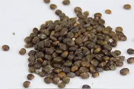 补阳药之沙苑子图片