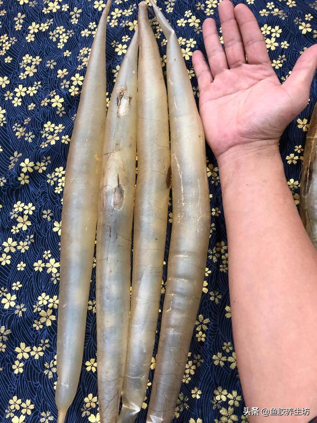 黄门鳝肚花胶怎么做 2026年黄门鳝胶与花胶的区别