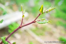 一味活血化瘀的中药：上能清肺化痰，中能利胆护肝，下能利尿通淋图片