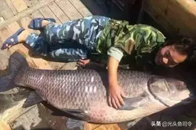 “四大家鱼”最大能长多大？超越你的想象！鱼类的生长极限在哪？图片