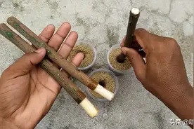 芒果树枝条扦插方法，成活率高生根快，只要学会这个小技巧图片
