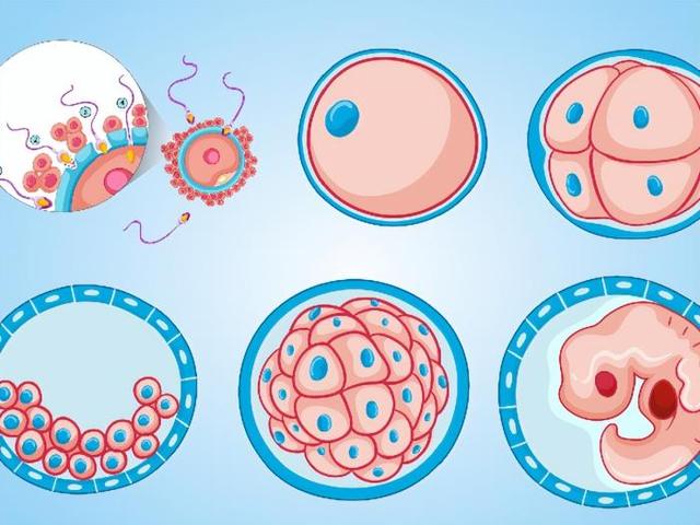 精卵结合形成受精卵需要多久?