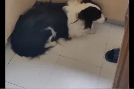 主人刚包好饺子，边牧就跑到厨房偷吃了41个，又心疼又无奈啊图片