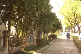 桂花树也会结果？你可能没见过！崇明这里可观赏图片