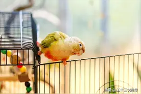 小太阳鹦鹉是人见人爱，花见花开图片