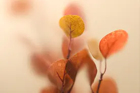 古人也爱玩昵称，李清照和张先的昵称很别致，而且都与一数字有关图片