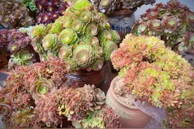 让多肉法师“缀化”原来这么简单，狠心“切割”就够了图片