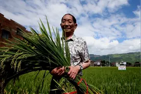 中国杂交水稻种植面积最大的品种是谁研发的？并不是袁隆平院士图片