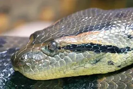 什么是鼠蛇图片