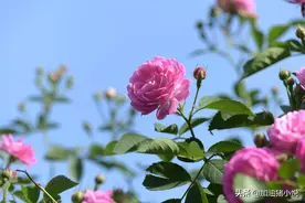 自律四个月，生活到底是怎么狠狠奖励我的？图片