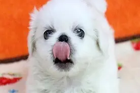京巴不会对陌生人叫唤，没有看家意识，该怎么训练呢？图片