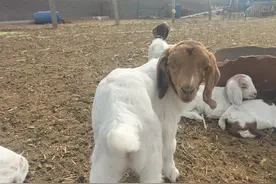 吃了大量的粮食后，精神沉郁卧地不起，用哪些办法可以治疗图片