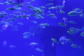 新春逛馆：来海洋馆看美人鱼、海兽表演图片